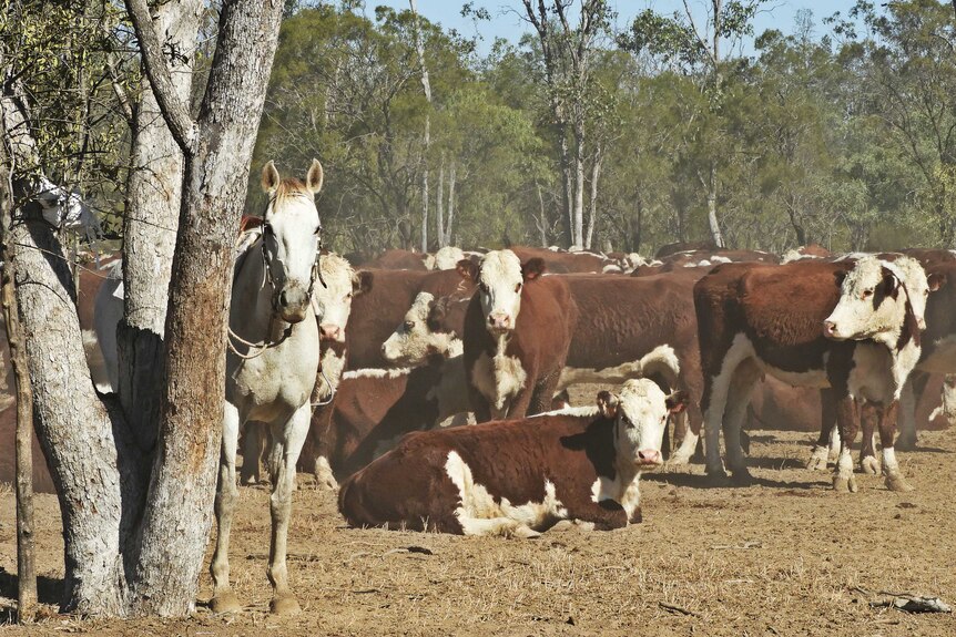 A grey horse tied up to a tree with red and white Hereford cows standing and sitting nearby