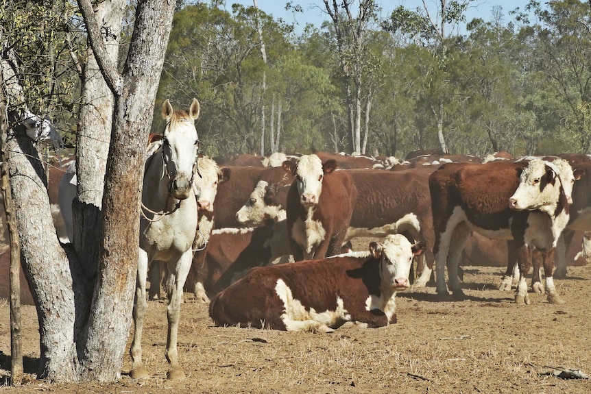 A grey horse tied up to a tree with red and white Hereford cows standing and sitting nearby