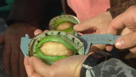 measuring abalone
