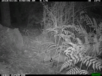 A fox with a GPS collar is caught on camera in the Otway Ranges.
