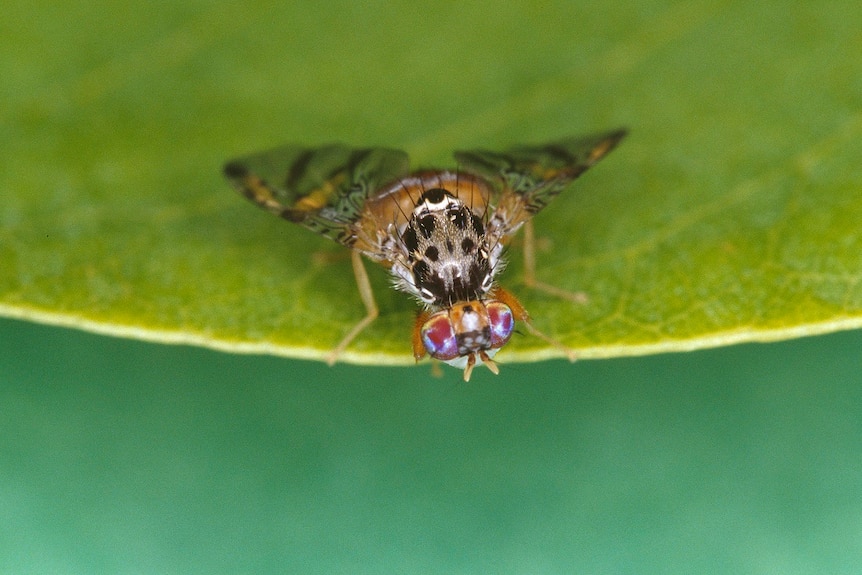 A Mediterranean fruit fly on a leaf.