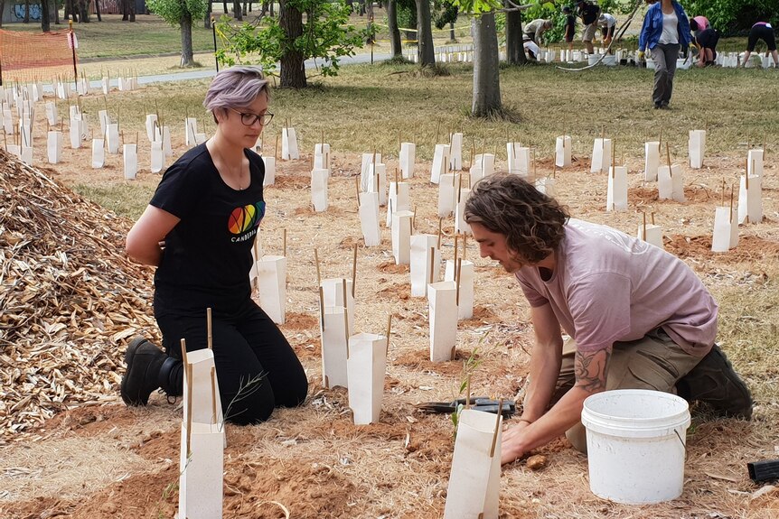 Two people kneel to plant trees in a freshly mulched area.