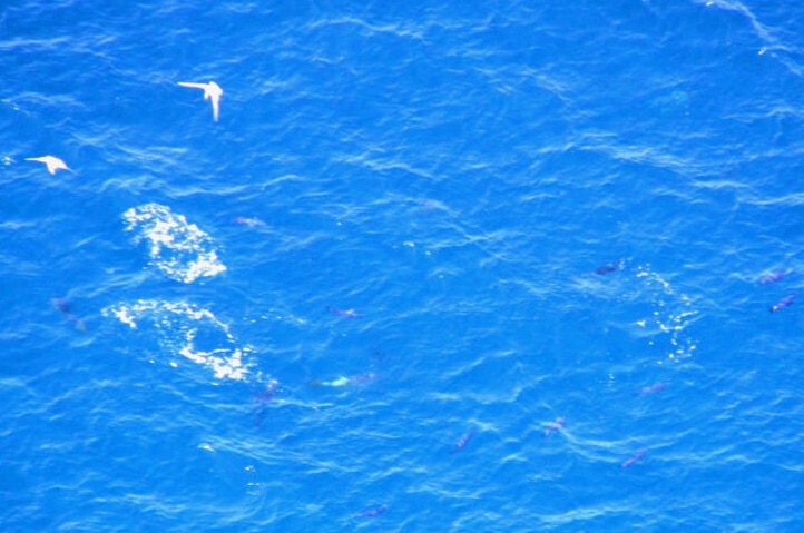 Sharks off Trigg Point