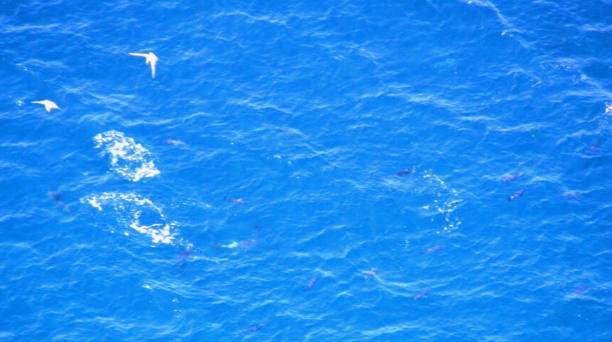 Sharks off Trigg Point