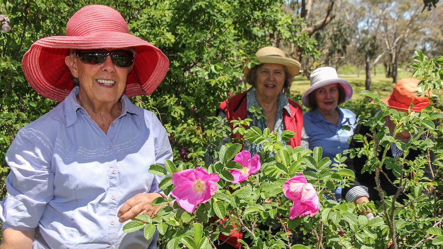 Older women in hats and with gardening gloves standing in among rose bushes