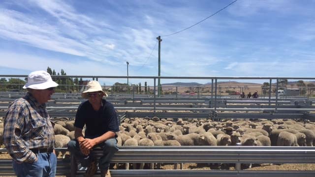 Farmers sit on a fence a stockyard