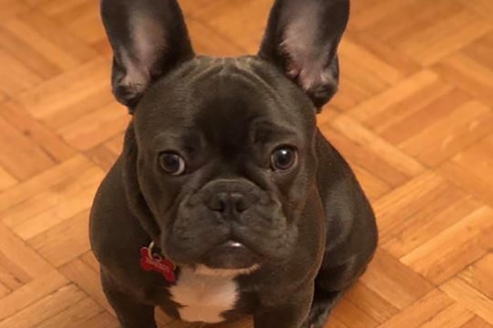 Pet French bulldog Kobe, which belongs to new Brisbane Bullet's import and US basketball player Lamar Patterson, date unknown.