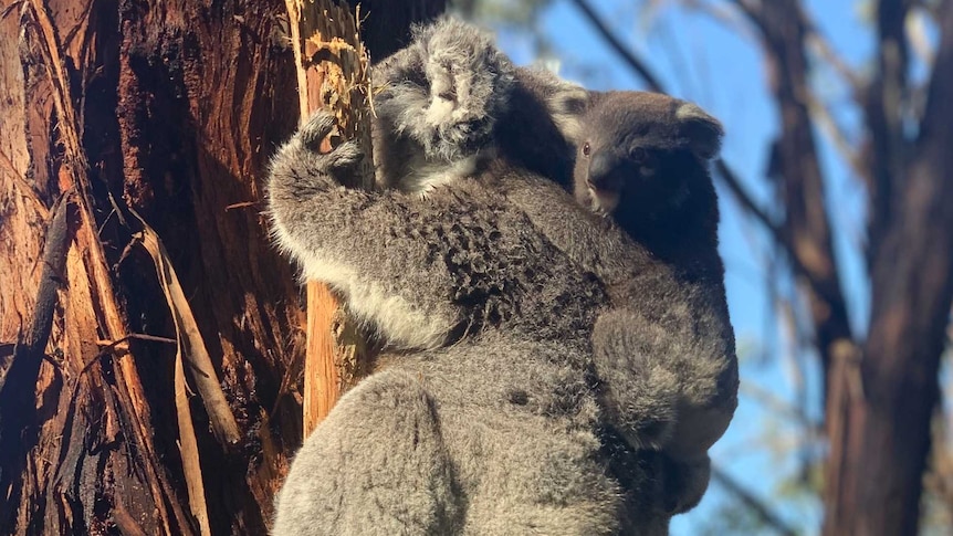 A Koala & Joey cling to a tree within the Wildlife Wonders sanctuary in the Otways