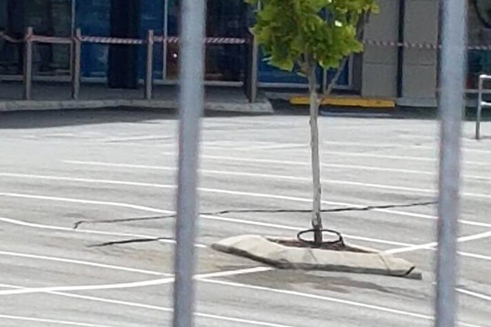 A tree on a slope in a bitumen carpark where a sinkhole has appeared.