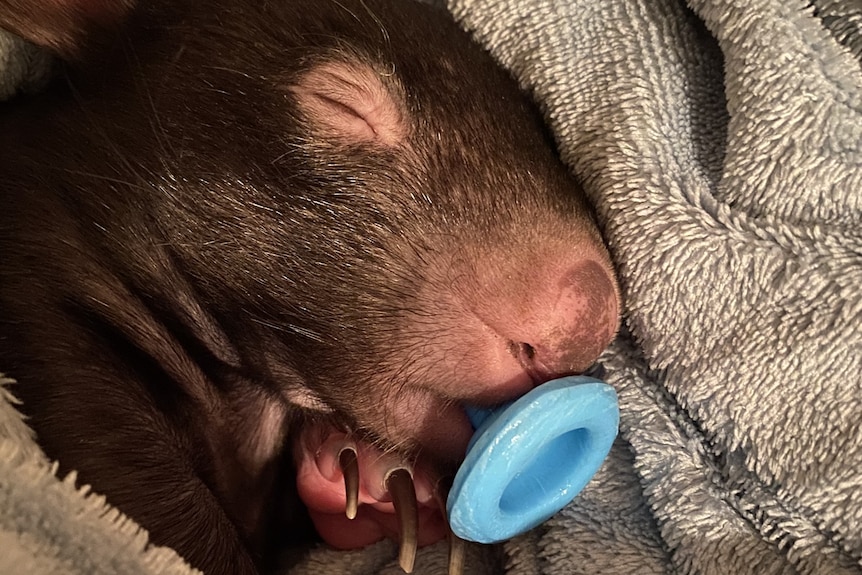 Un wombat recroquevillé dans une serviette suçant une tétine.