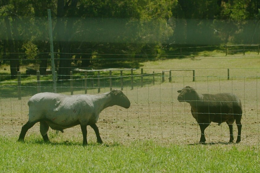 Two newly shorn sheep.