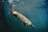 Platypus diving under water.