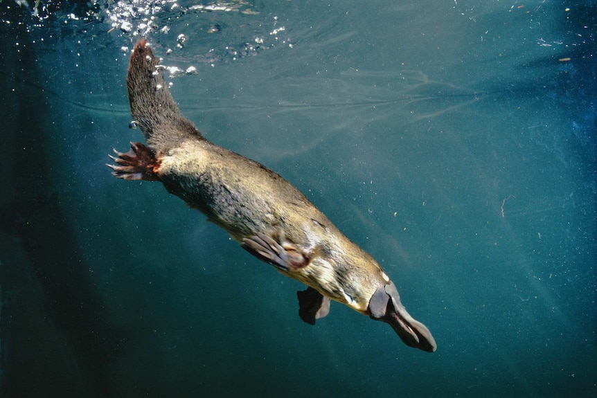 Platypus diving under water.