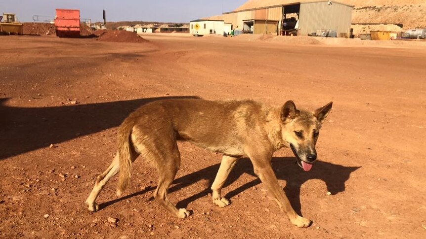 A dingo walks through a mine site with sheds in the background.