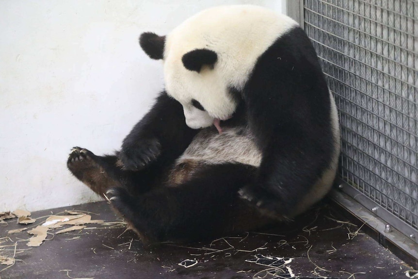 Mum Hao Hao with male cub in enclosure