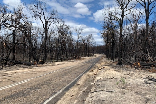 Road with burnt out trees