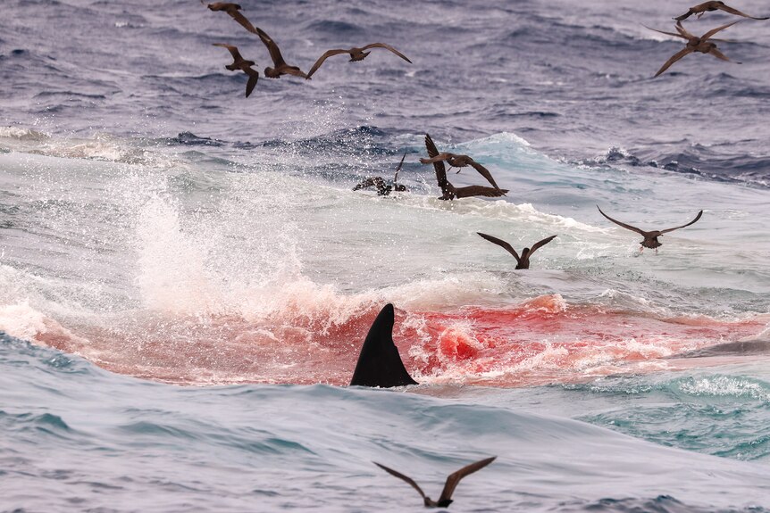 blood in water following whale attack