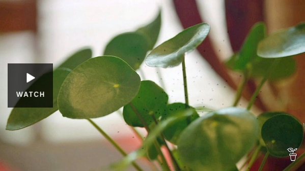 Indoor house plants with fungus gnats hovering around the leaves. Has Video.