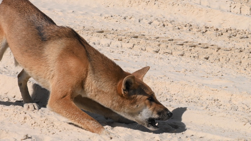 A dingo lunges forward, crouching in a hunting or playful pose, its mouth open.