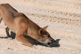 A dingo lunges forward, crouching in a hunting or playful pose, its mouth open.