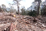 Cut down trees in a state forest