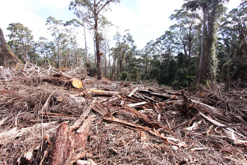 Cut down trees in a state forest