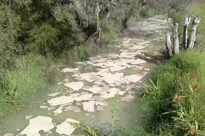 Milk was spilt into the Brunswick River.