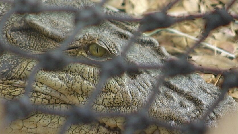 A crocodile's eye is seen up close through a fence