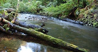 Tasmania world heritage listed forests