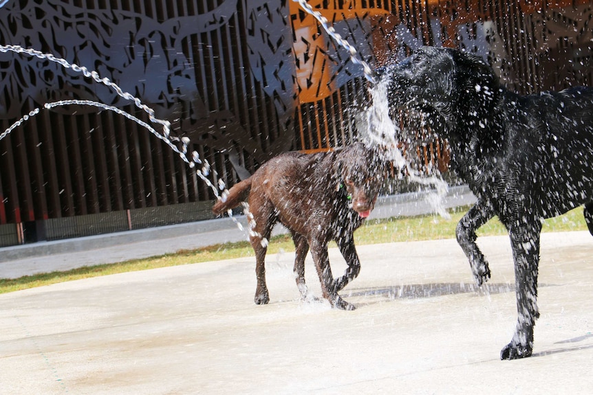 Two dogs enjoy a water play area.