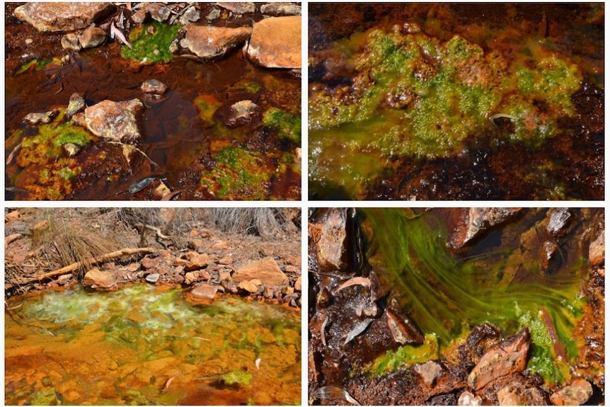 Four pictures of the polluted creek