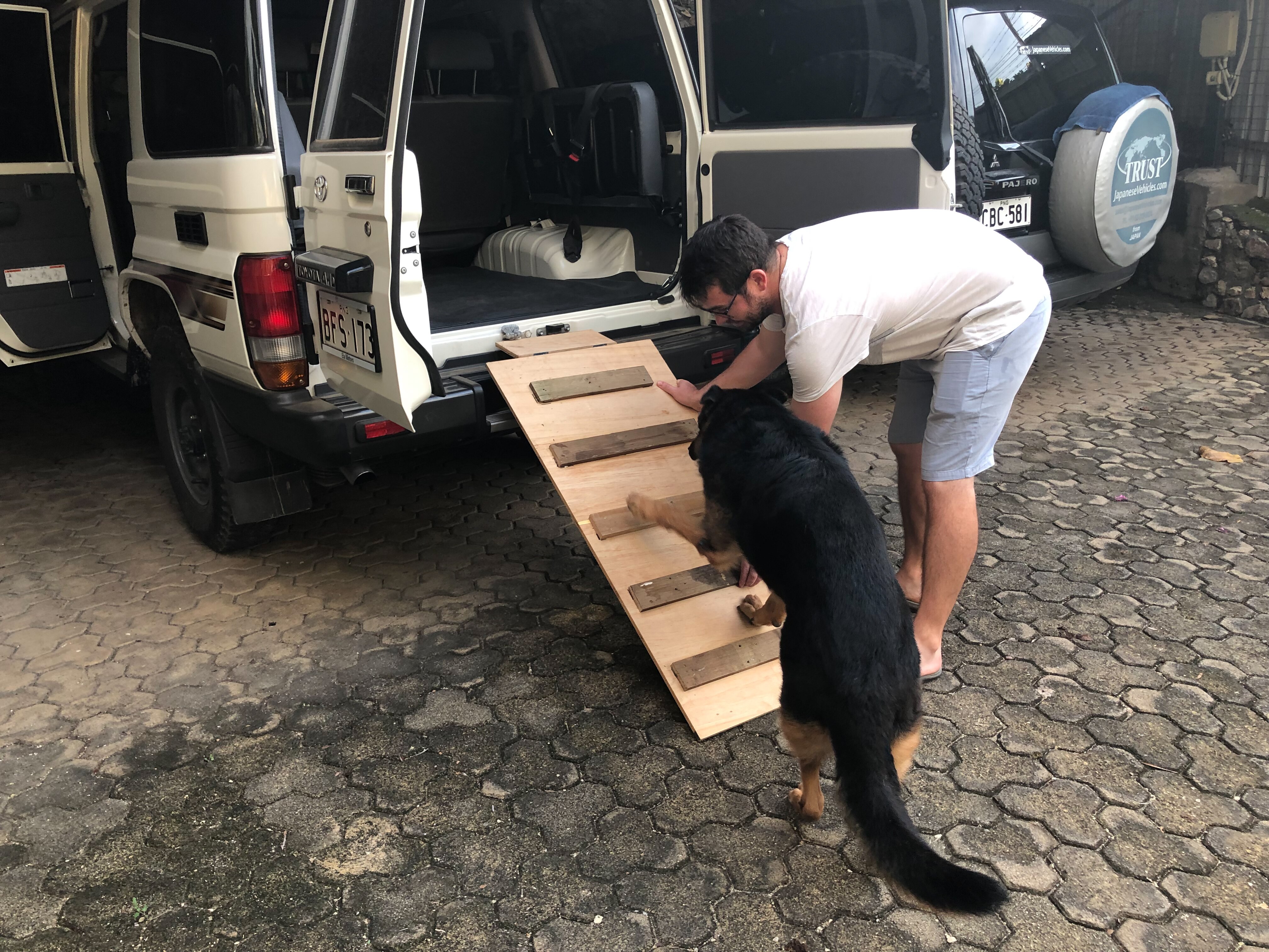 An older German Shepherd walks up a wooden ramp into the back of a jeep while a man helps her