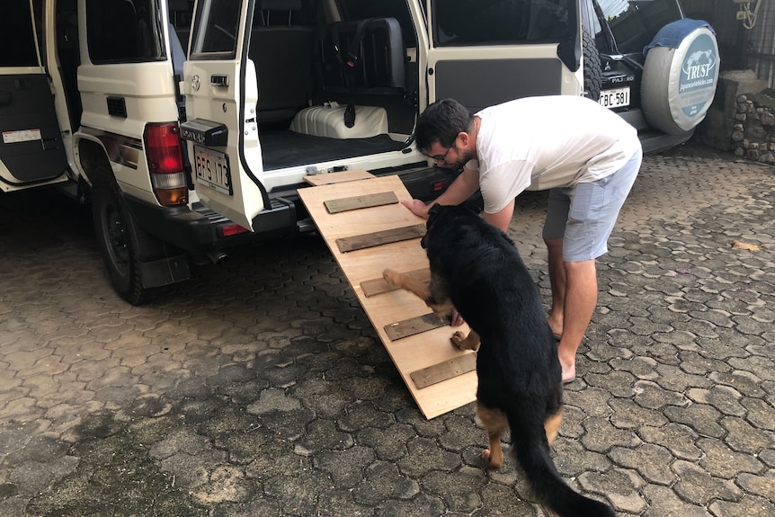 An older German Shepherd walks up a wooden ramp into the back of a jeep while a man helps her