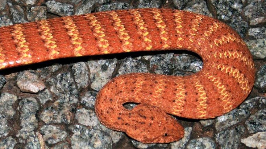 One of the most venomous snakes in the world, a death adder