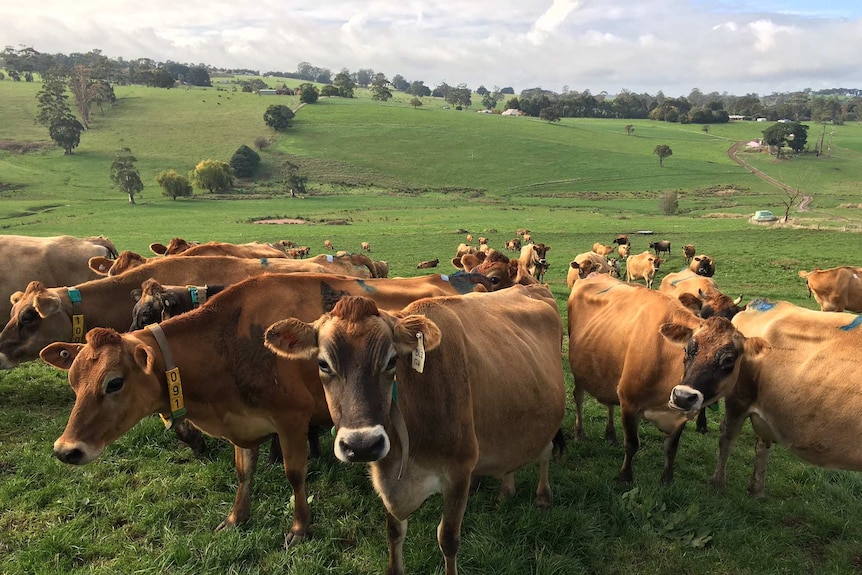 Paddock of jersey cows