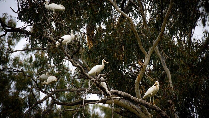 Yellow-billed spoonbills nesting on a river red gum tree.