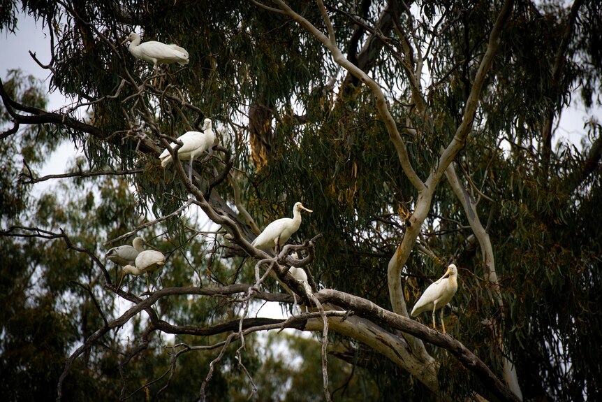 Large white birds roost in a tree.