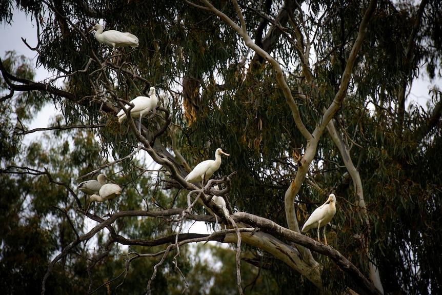 Large white birds roost in a tree.