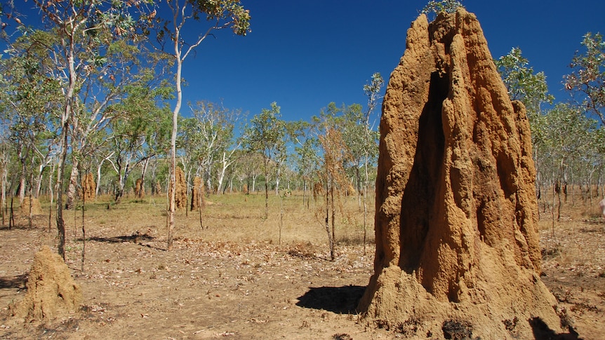 Termite mound