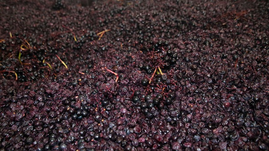 A vat full of red grapes.