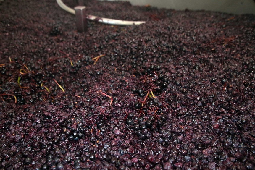 A vat full of red grapes.