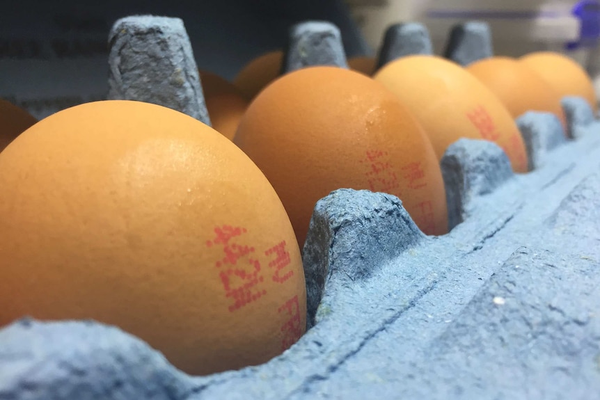 Eggs stamped with ID numbers in a carton
