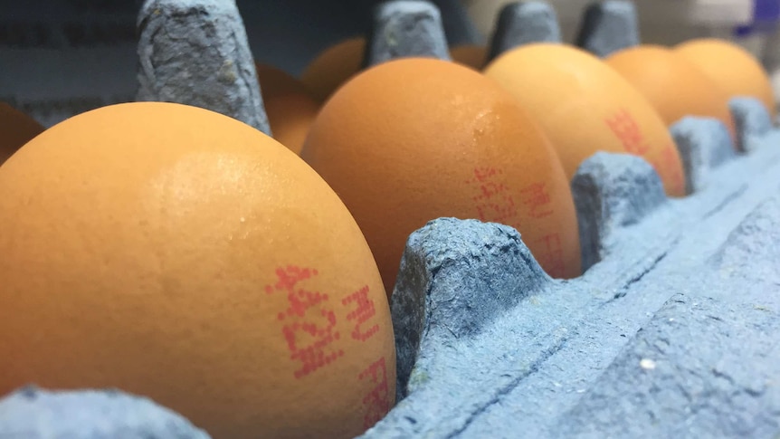 Les plans d’élimination des poules en batterie et des œufs en cage sèment la confusion, selon l’industrie