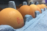 Eggs stamped with ID numbers in a carton