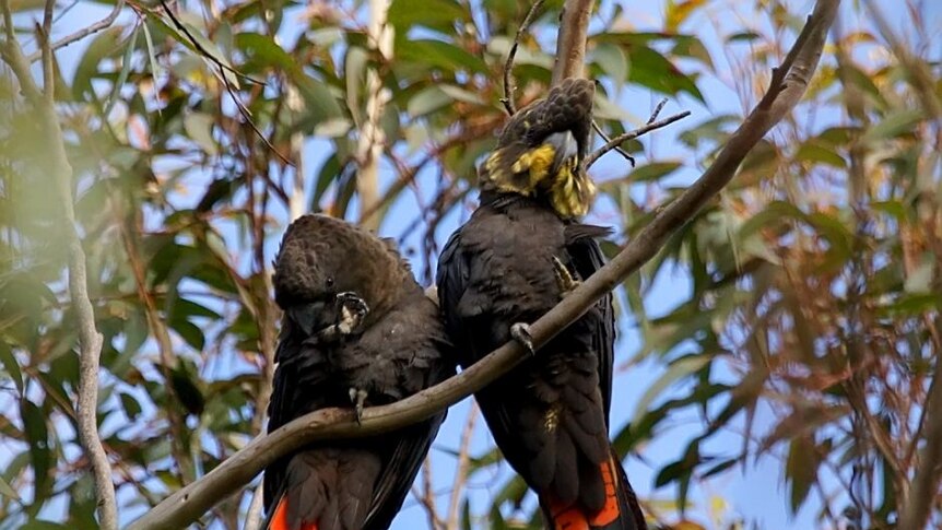 Glossy Black Cockatoo pair