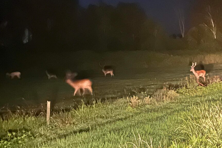 Five deer in a paddock. 
