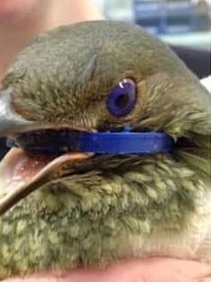 Satin bowerbird with a blue plastic ring caught around its beak.