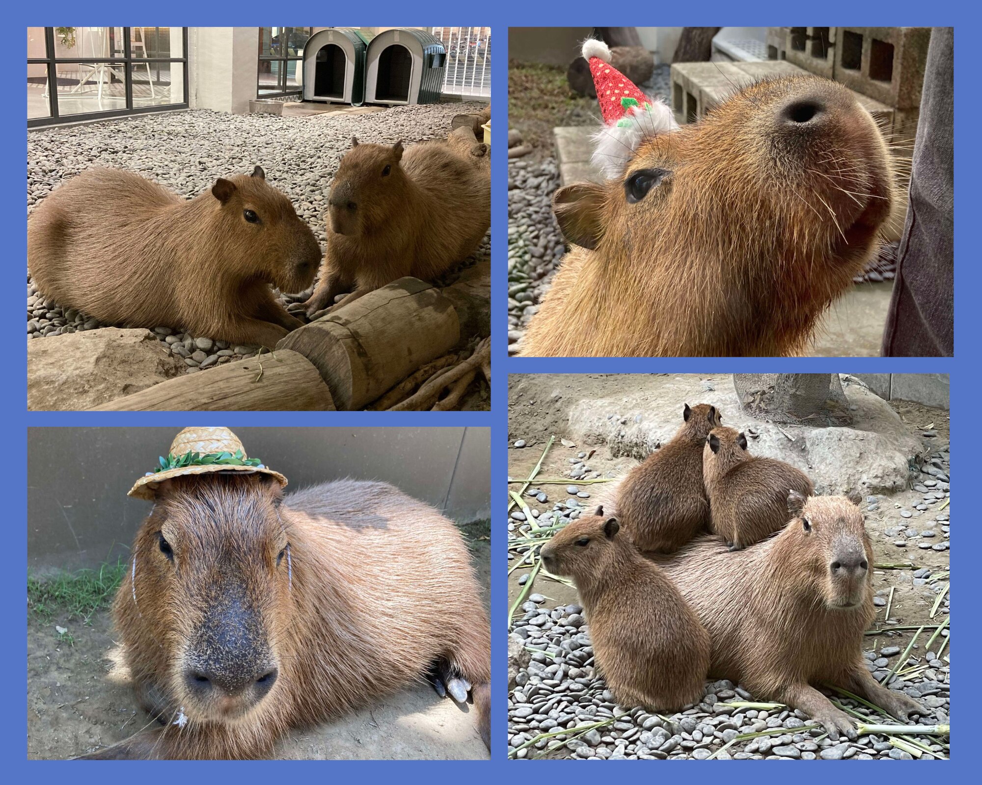 A collage of four capybara. 