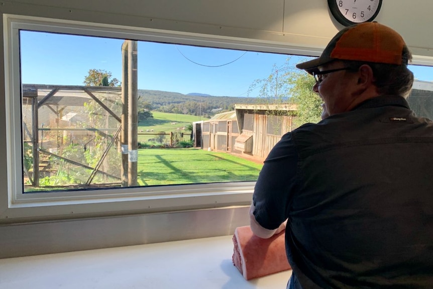 A man in an orange and blue shirt and cap stands behind a cut of meat, looking out a large window.