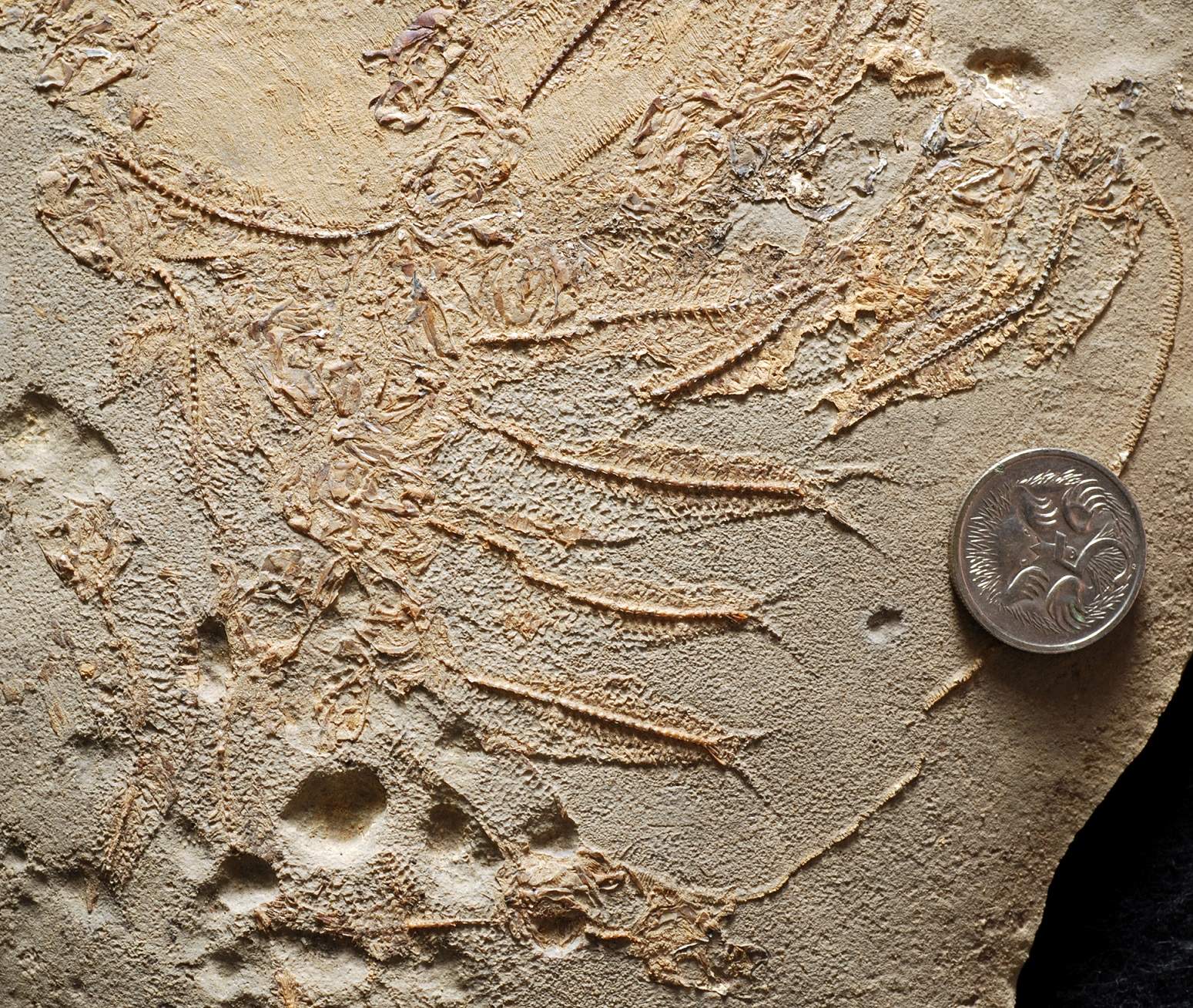 Fossils of 100millionyearold giant cooyoo fish found near Julia